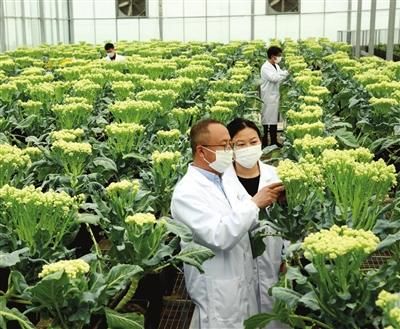 如何进行农业品牌形象提升？